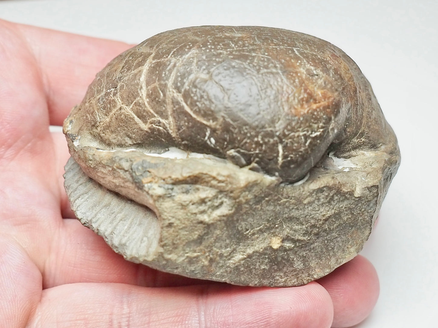 Large Middle Lias Bivalve Shell Fossil Whitby Yorkshire Coast