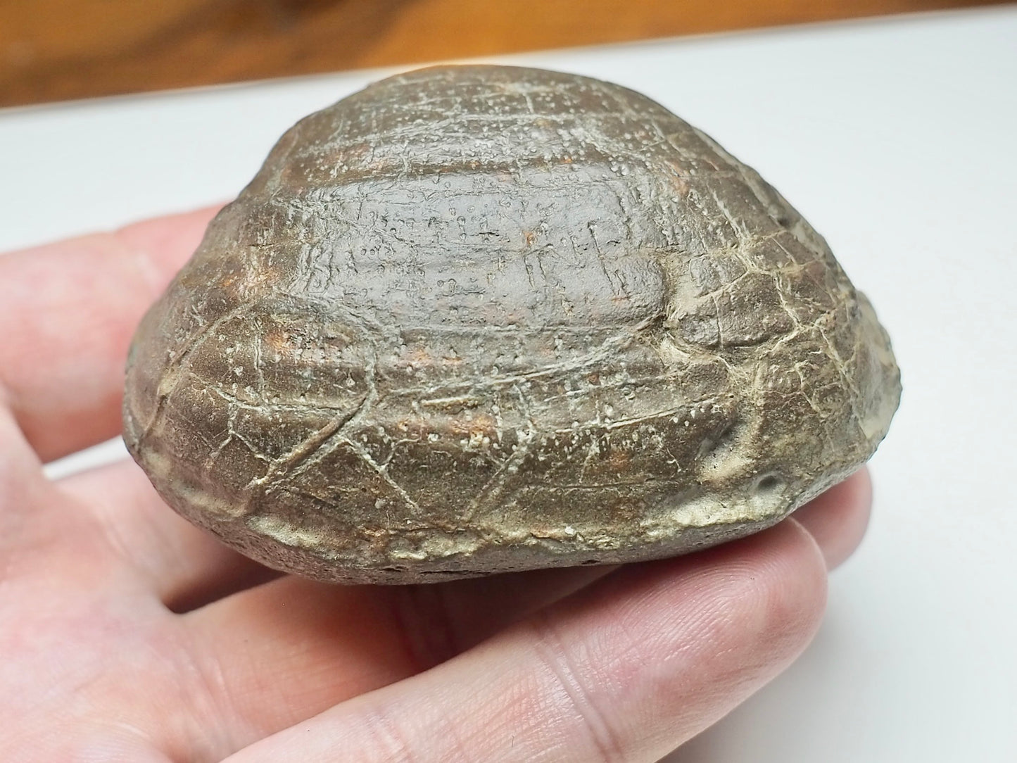 Large Middle Lias Bivalve Shell Fossil Whitby Yorkshire Coast
