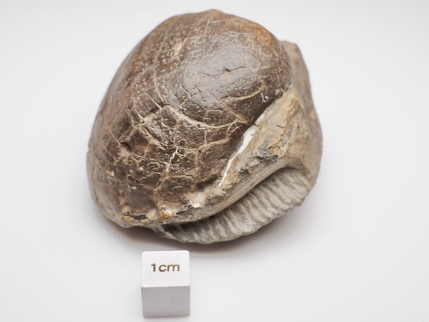 Large Middle Lias Bivalve Shell Fossil Whitby Yorkshire Coast