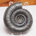 Whitby Jurassic Dactylioceras Clevelandicum Fossil