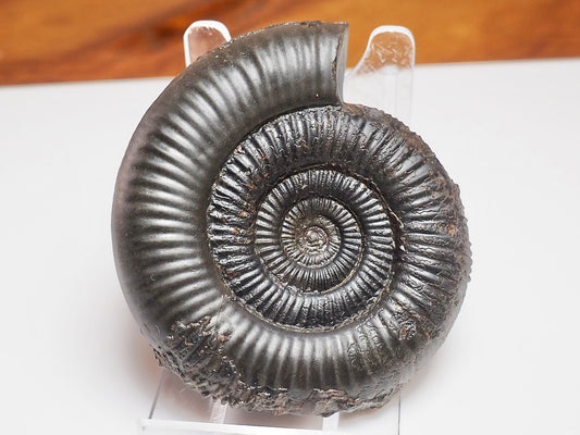 Whitby Jurassic Dactylioceras Clevelandicum Fossil