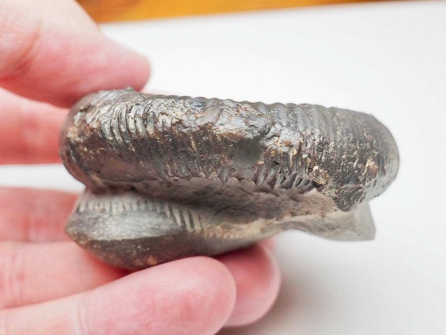Whitby Jurassic Dactylioceras Clevelandicum Fossil