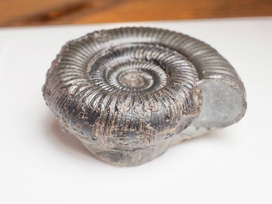 Whitby Jurassic Dactylioceras Clevelandicum Fossil