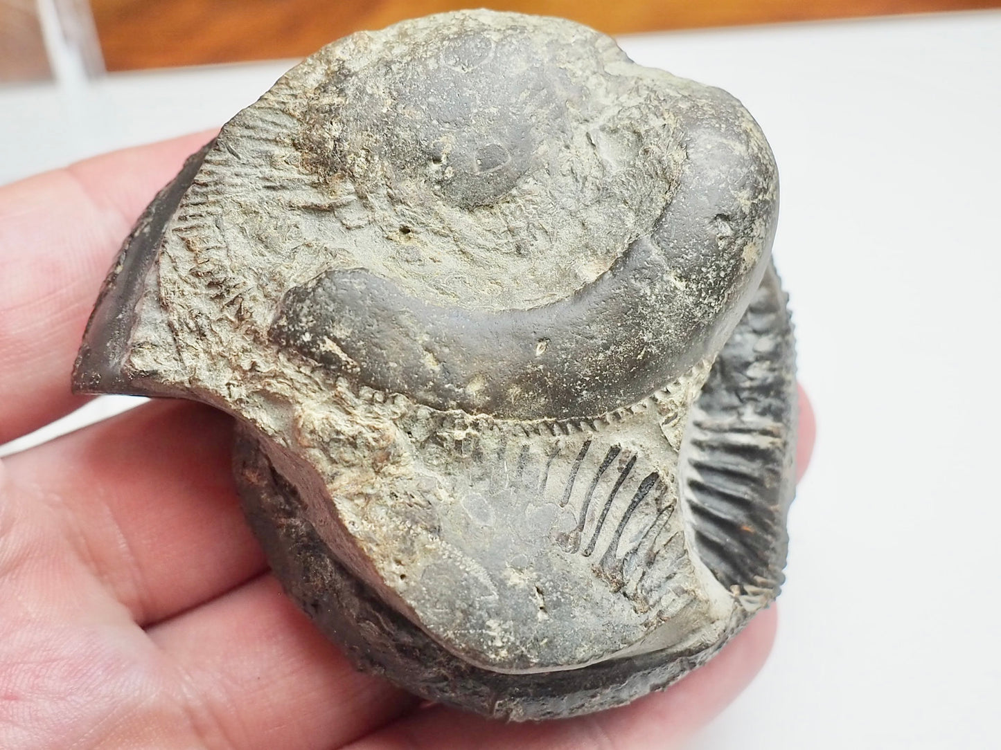 Whitby Jurassic Dactylioceras Clevelandicum Fossil