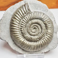 Classic Dactylioceras Ammonite Fossil Whitby Yorkshire Coast