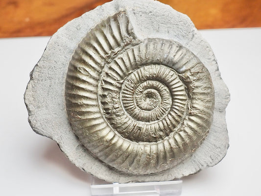 Classic Dactylioceras Ammonite Fossil Whitby Yorkshire Coast