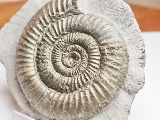 Classic Dactylioceras Ammonite Fossil Whitby Yorkshire Coast