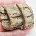 Articulated Ichthyosaur Vertebra Fossil Group Whitby Yorkshire Coast