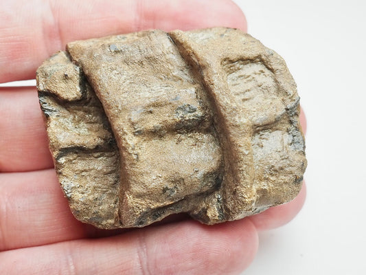 Articulated Ichthyosaur Vertebra Fossil Group Whitby Yorkshire Coast