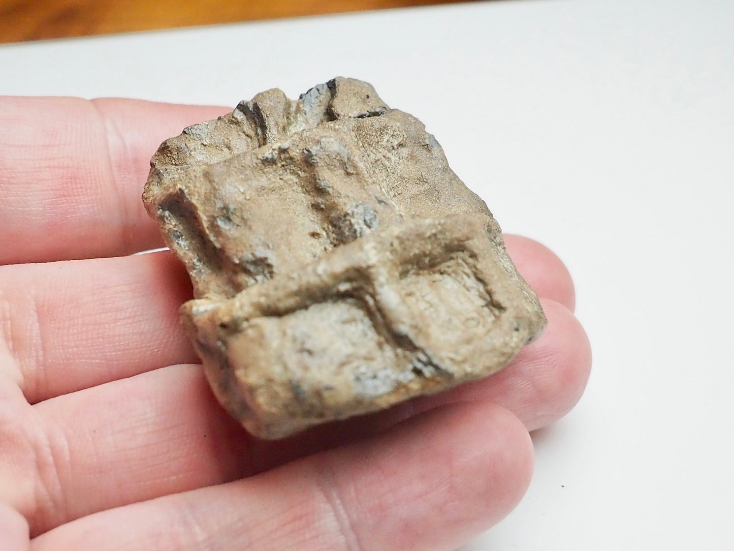 Articulated Ichthyosaur Vertebra Fossil Group Whitby Yorkshire Coast