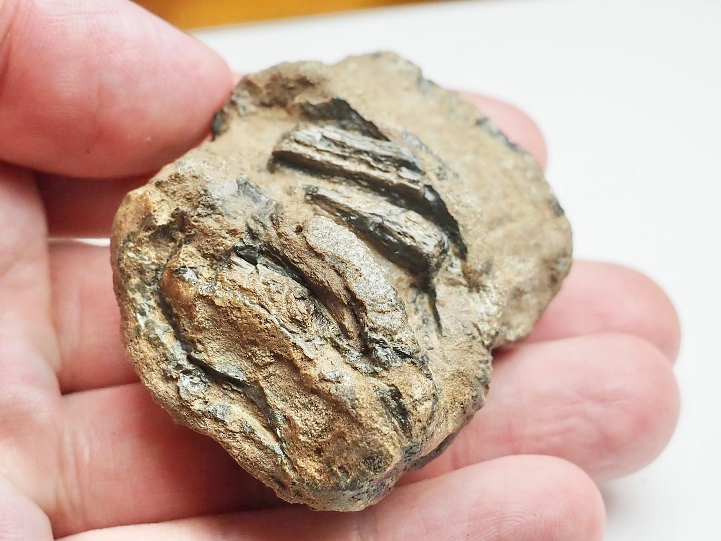 Articulated Ichthyosaur Vertebra Fossil Group Whitby Yorkshire Coast