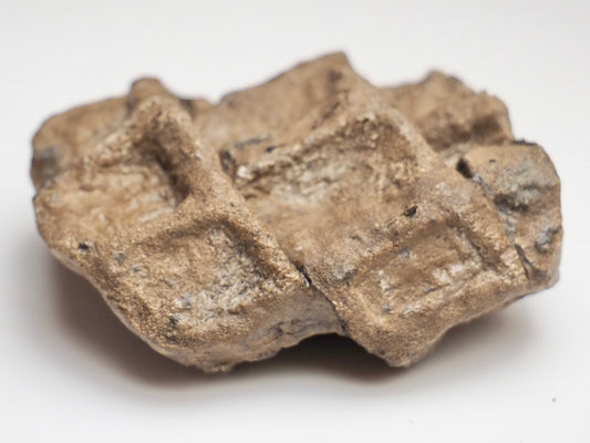 Articulated Ichthyosaur Vertebra Fossil Group Whitby Yorkshire Coast