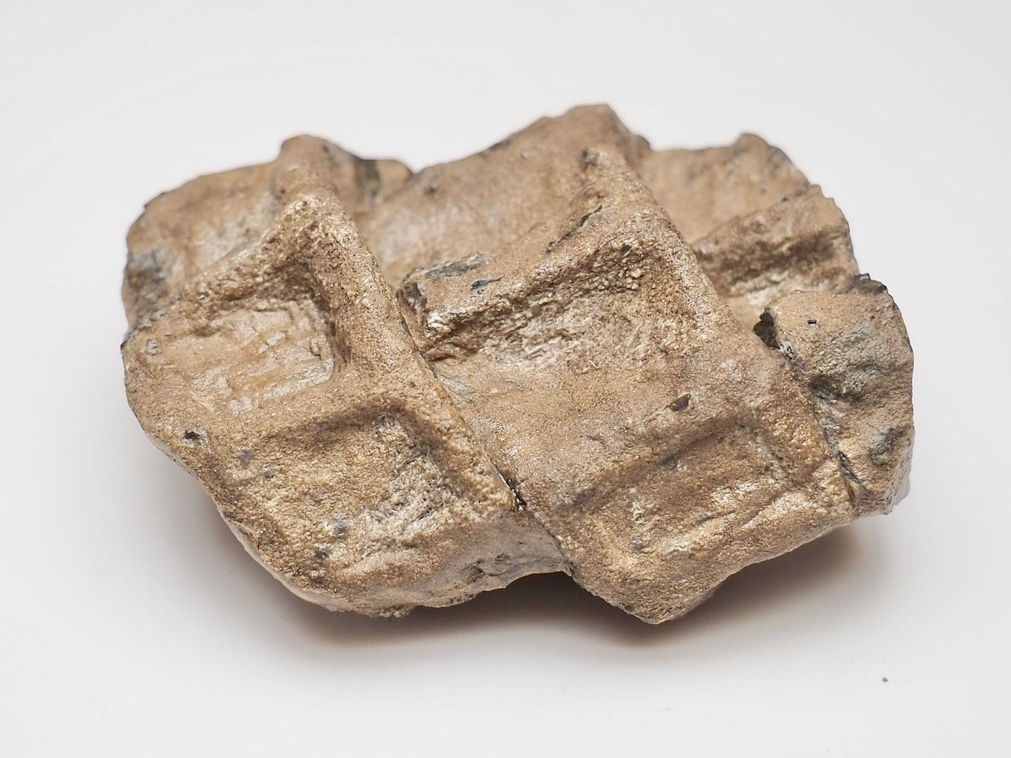 Articulated Ichthyosaur Vertebra Fossil Group Whitby Yorkshire Coast