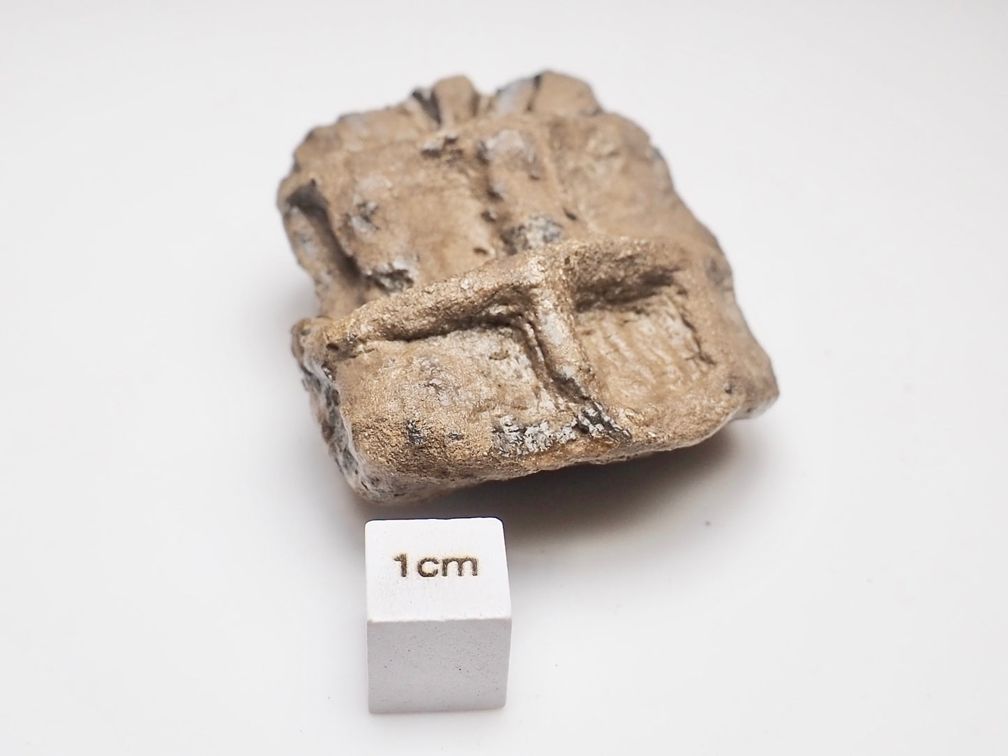 Articulated Ichthyosaur Vertebra Fossil Group Whitby Yorkshire Coast