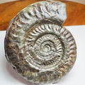 Large Hildoceras Ammonite Fossil Whitby Yorkshire Coast