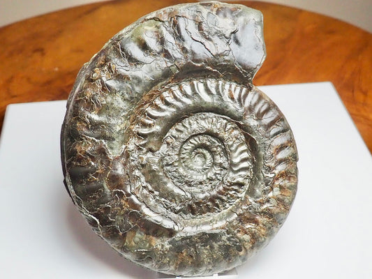 Large Hildoceras Ammonite Fossil Whitby Yorkshire Coast