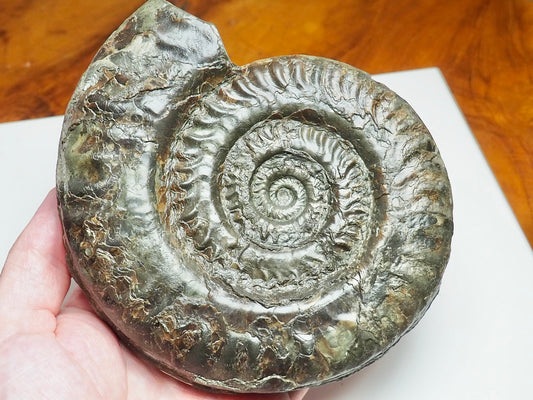 Large Hildoceras Ammonite Fossil Whitby Yorkshire Coast