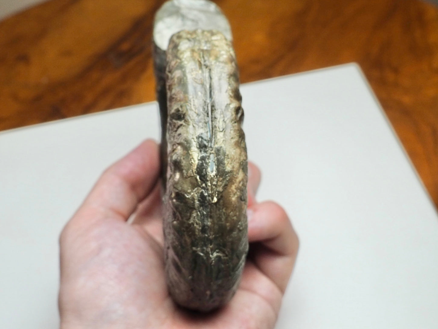 Large Hildoceras Ammonite Fossil Whitby Yorkshire Coast