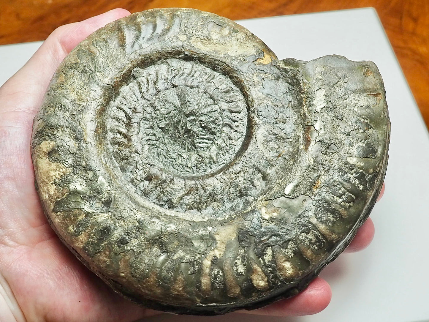 Large Hildoceras Ammonite Fossil Whitby Yorkshire Coast