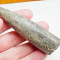 Large Jurassic Belemnite Fossil From Whitby Yorkshire Coast