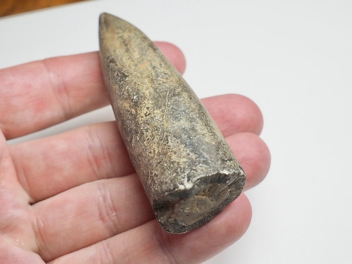 Large Jurassic Belemnite Fossil From Whitby Yorkshire Coast