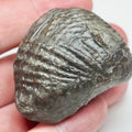 Trigonia Bivalve Shell Fossil From Whitby Yorkshire Coast