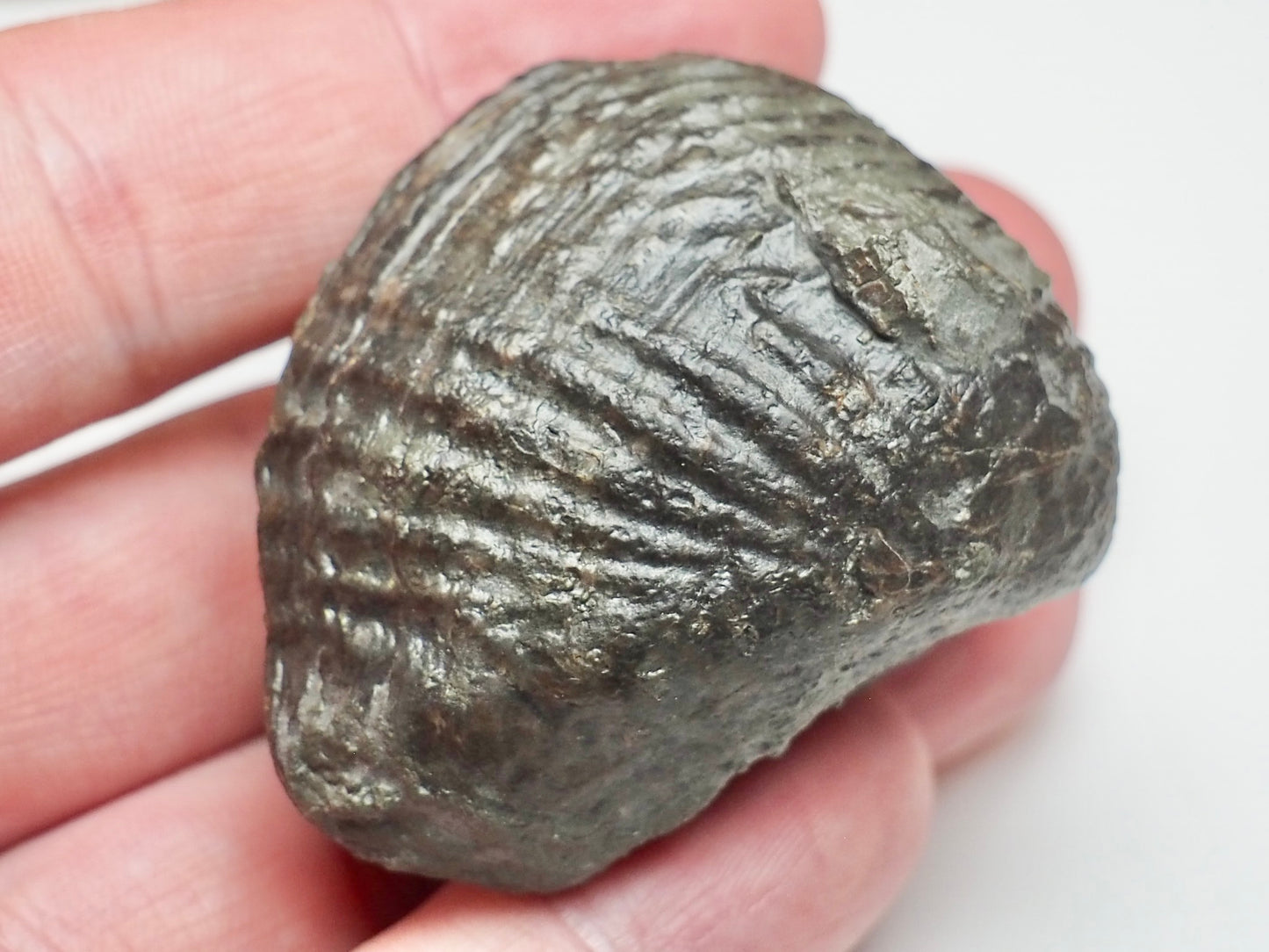 Trigonia Bivalve Shell Fossil From Whitby Yorkshire Coast