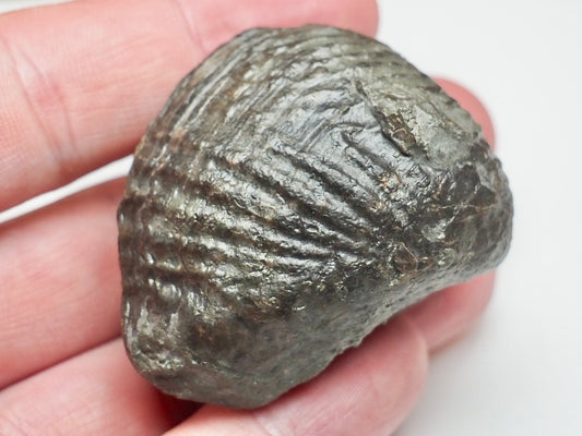 Trigonia Bivalve Shell Fossil From Whitby Yorkshire Coast