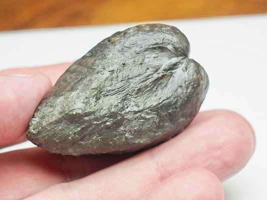 Trigonia Bivalve Shell Fossil From Whitby Yorkshire Coast