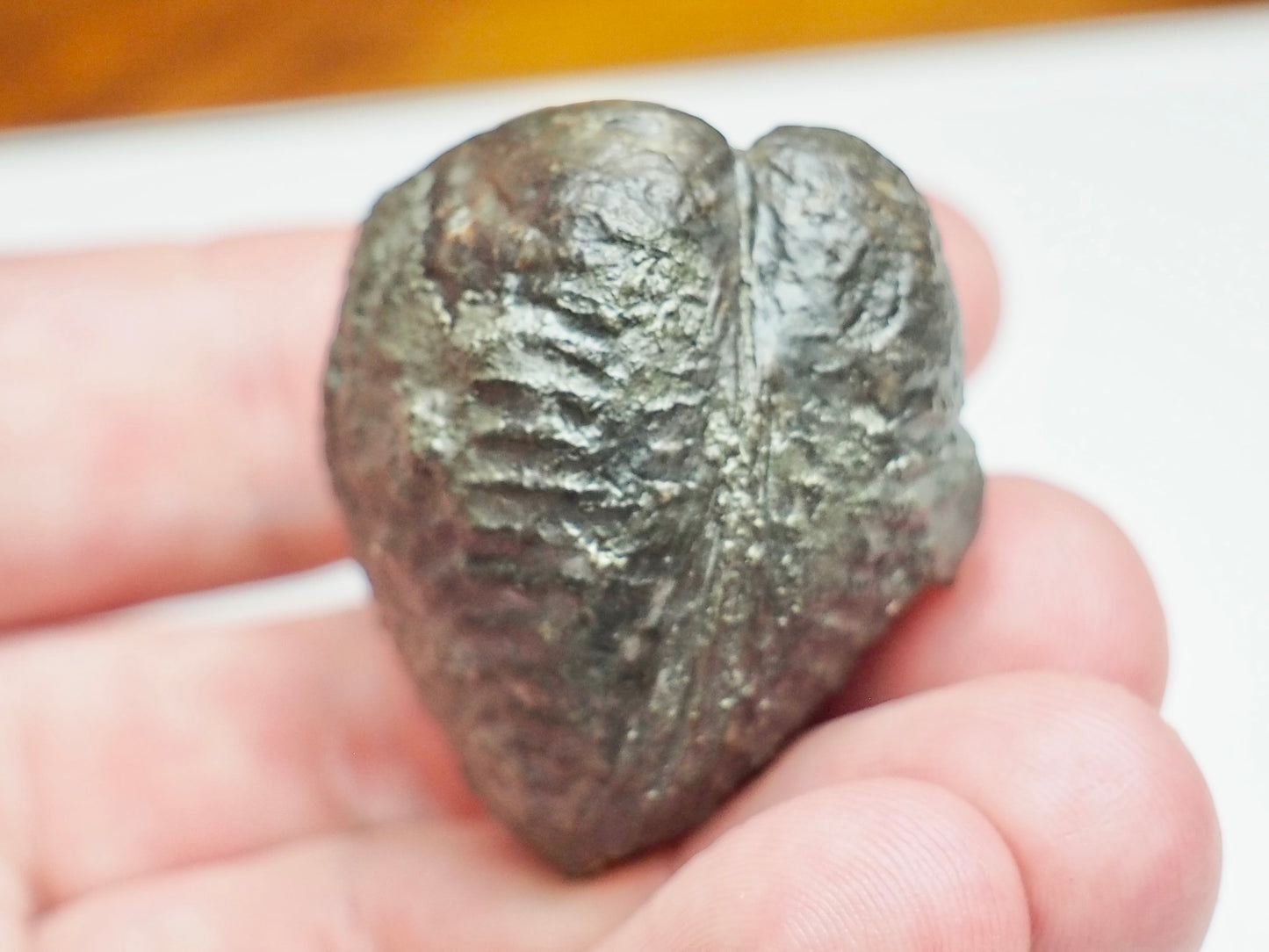 Trigonia Bivalve Shell Fossil From Whitby Yorkshire Coast