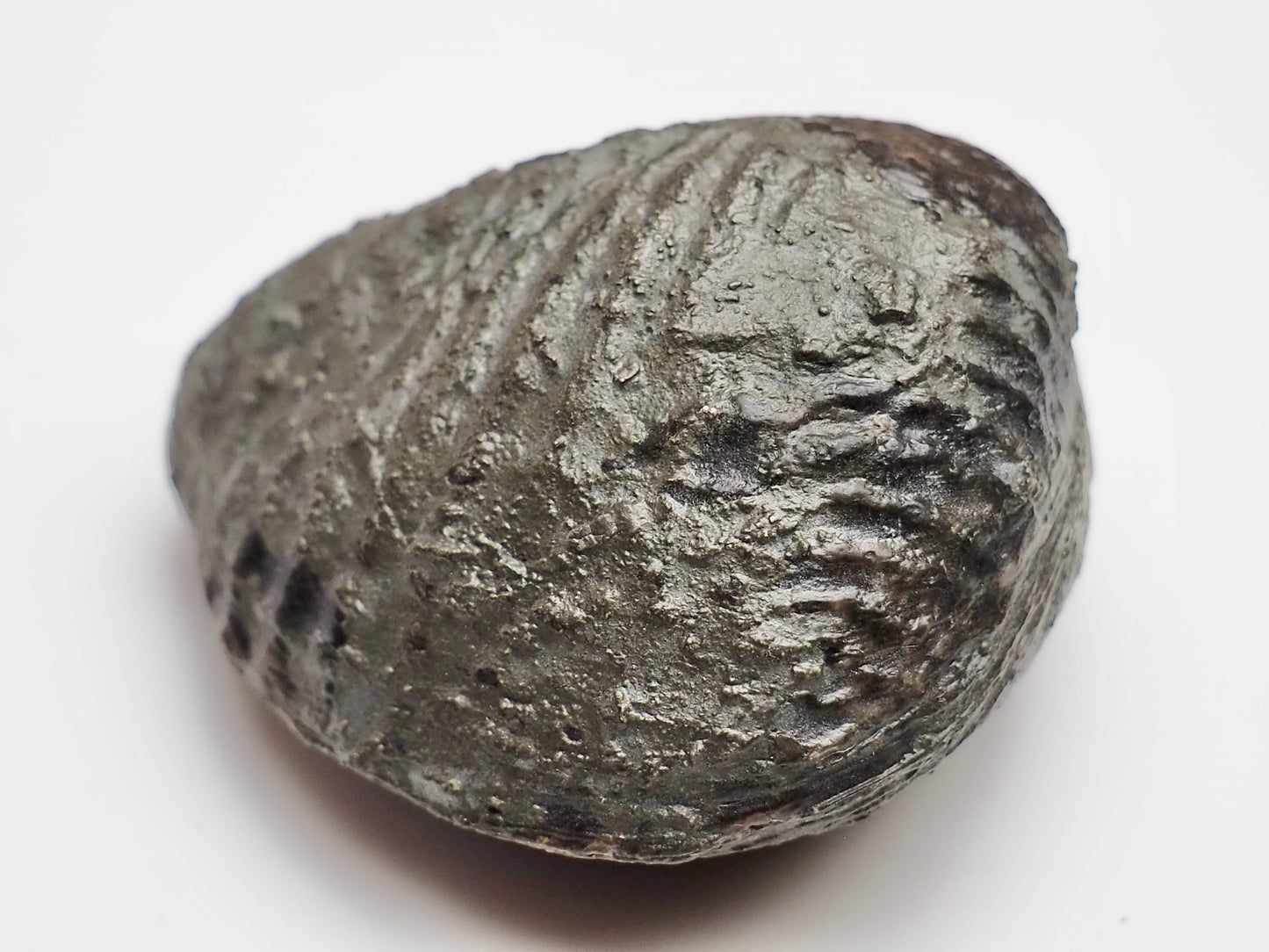 Trigonia Bivalve Shell Fossil From Whitby Yorkshire Coast