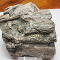 Ichthyosaur Jaw Fossil With Tooth Whitby Yorkshire Coast