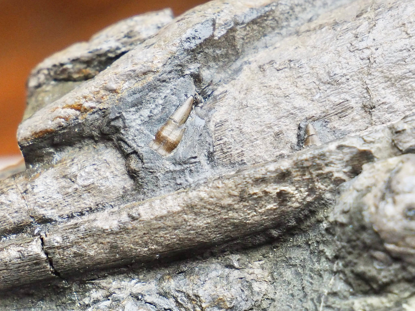 Ichthyosaur Jaw Fossil With Tooth Whitby Yorkshire Coast