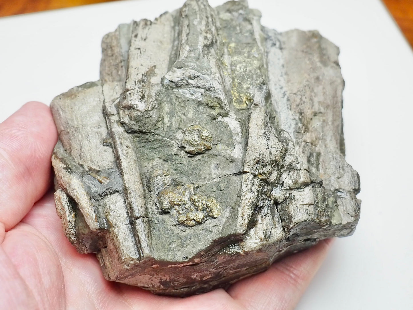 Ichthyosaur Jaw Fossil With Tooth Whitby Yorkshire Coast