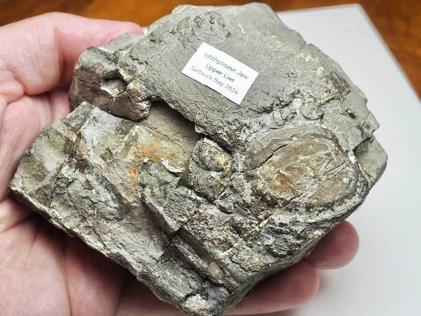 Ichthyosaur Jaw Fossil With Tooth Whitby Yorkshire Coast