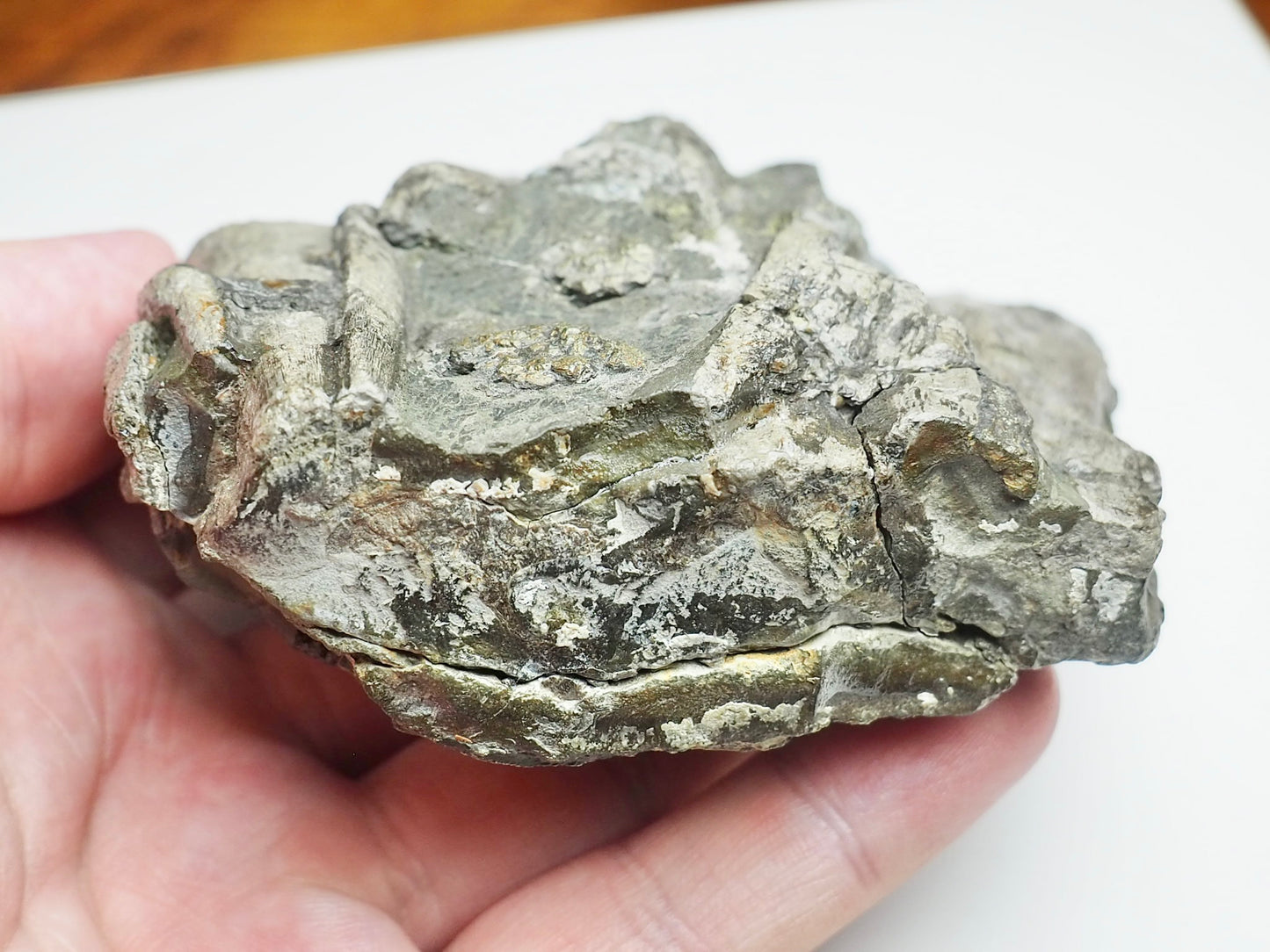 Ichthyosaur Jaw Fossil With Tooth Whitby Yorkshire Coast