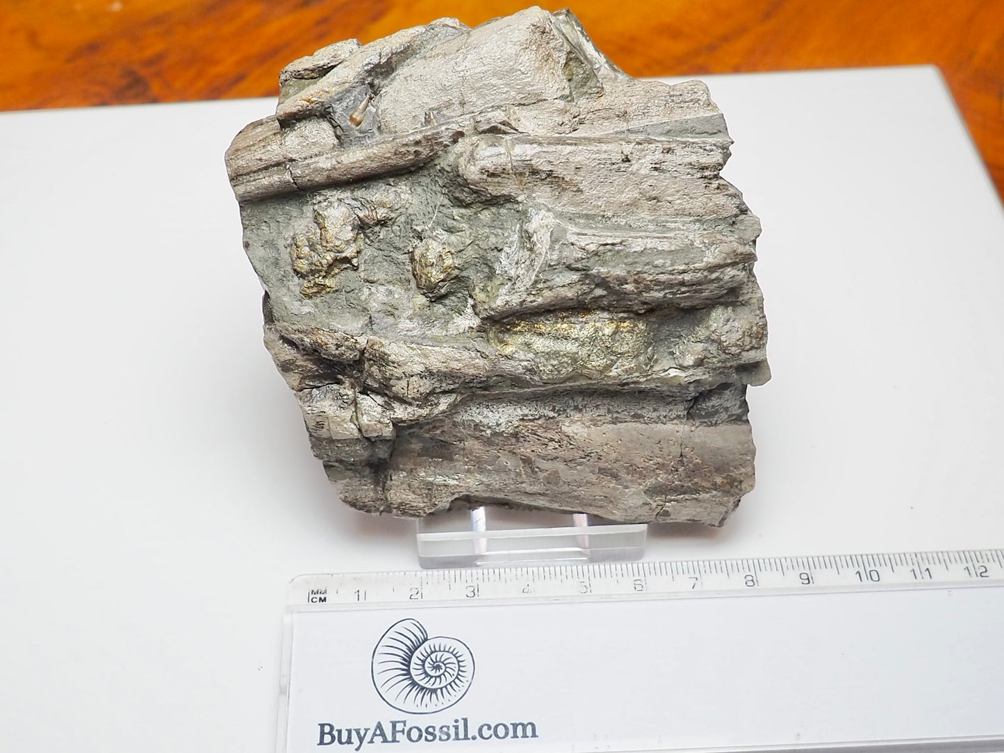 Ichthyosaur Jaw Fossil With Tooth Whitby Yorkshire Coast