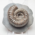 Catacoeloceras Ammonite Fossil Whitby Yorkshire Coast