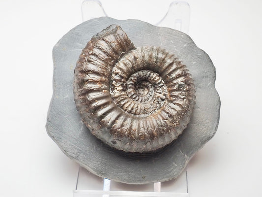 Catacoeloceras Ammonite Fossil Whitby Yorkshire Coast