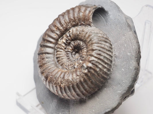 Catacoeloceras Ammonite Fossil Whitby Yorkshire Coast
