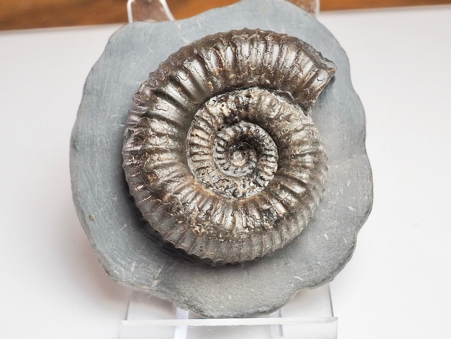Catacoeloceras Ammonite Fossil Whitby Yorkshire Coast