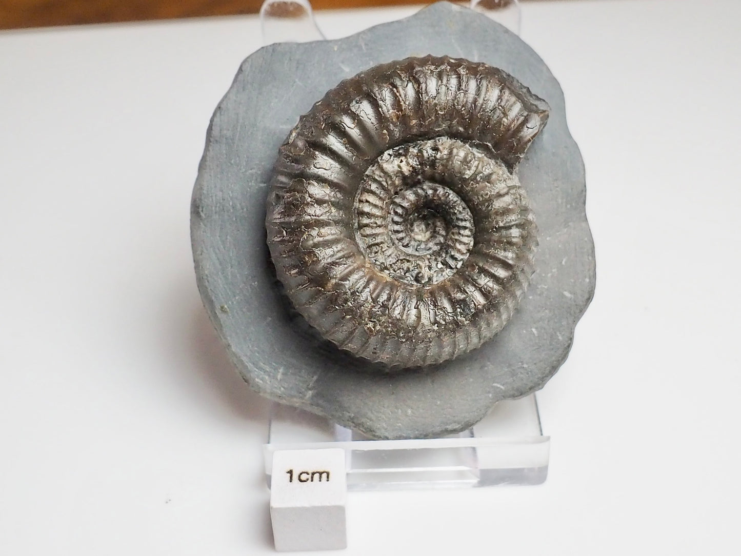 Catacoeloceras Ammonite Fossil Whitby Yorkshire Coast