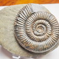 Zugodactylites Ammonite Fossil From Whitby Yorkshire Coast