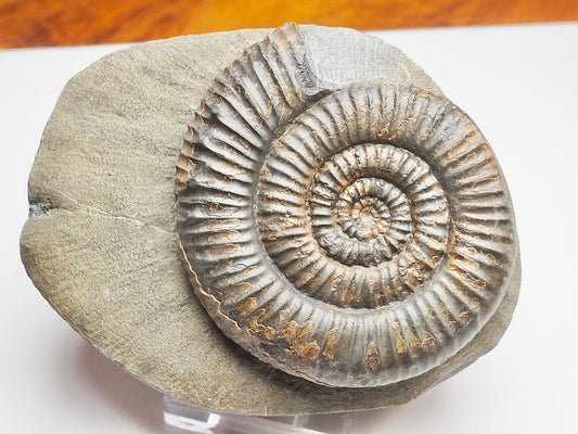 Zugodactylites Ammonite Fossil From Whitby Yorkshire Coast