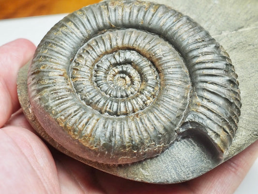 Zugodactylites Ammonite Fossil From Whitby Yorkshire Coast