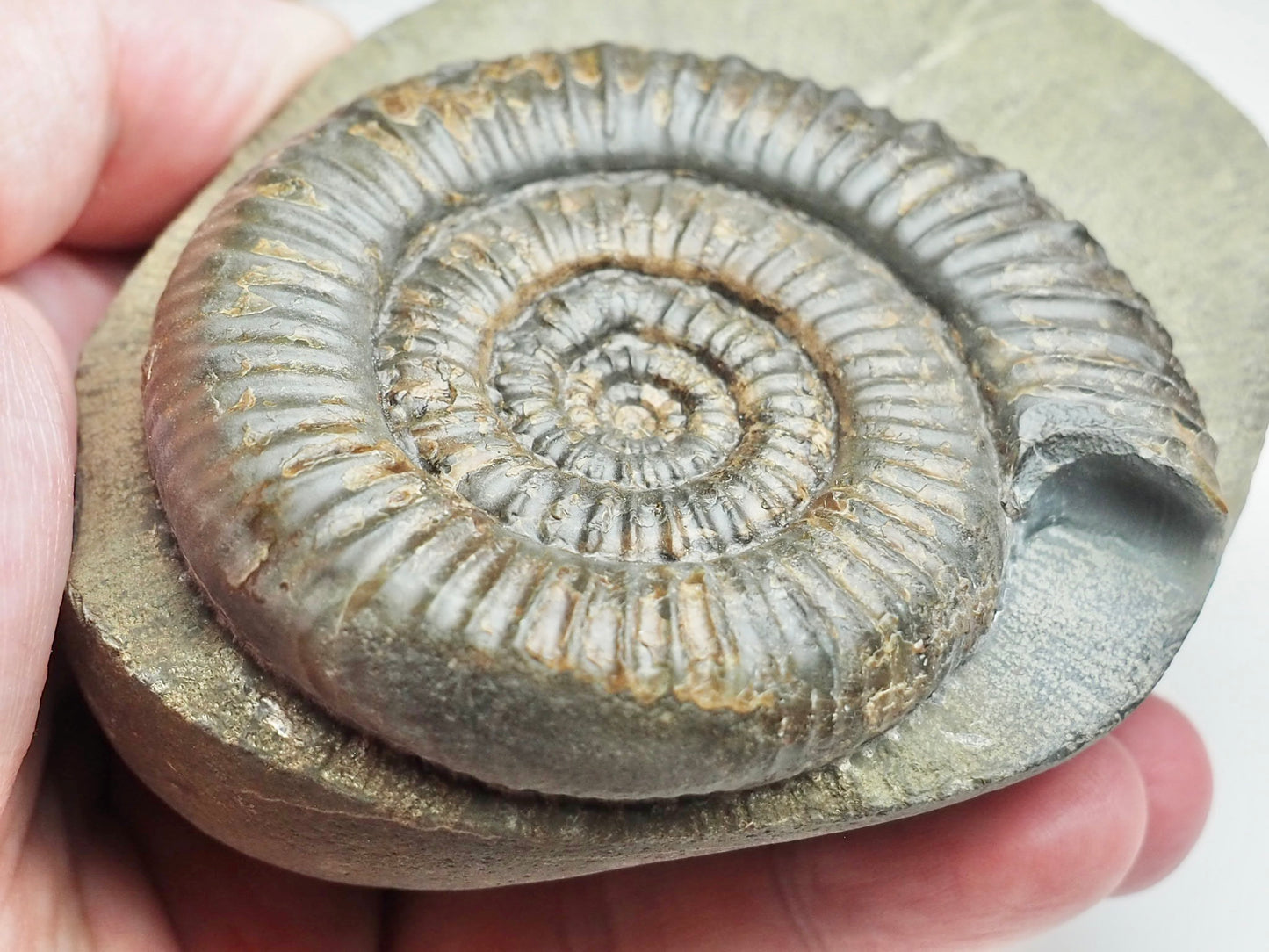 Zugodactylites Ammonite Fossil From Whitby Yorkshire Coast