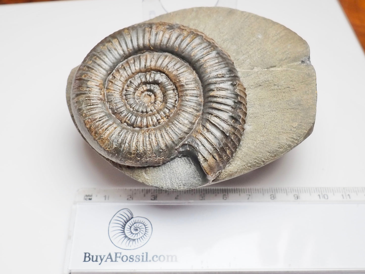 Zugodactylites Ammonite Fossil From Whitby Yorkshire Coast
