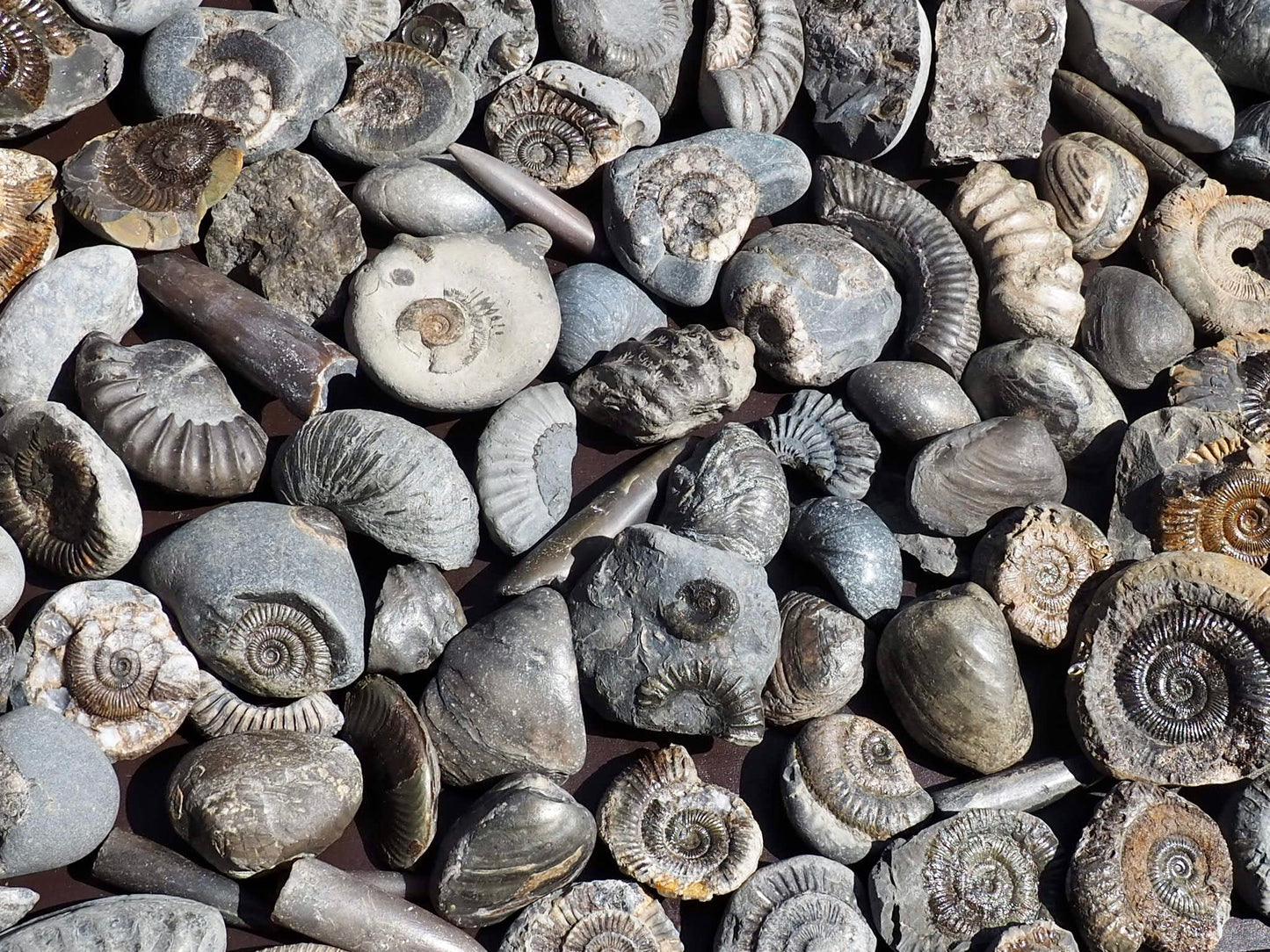 Children's Fossil Box