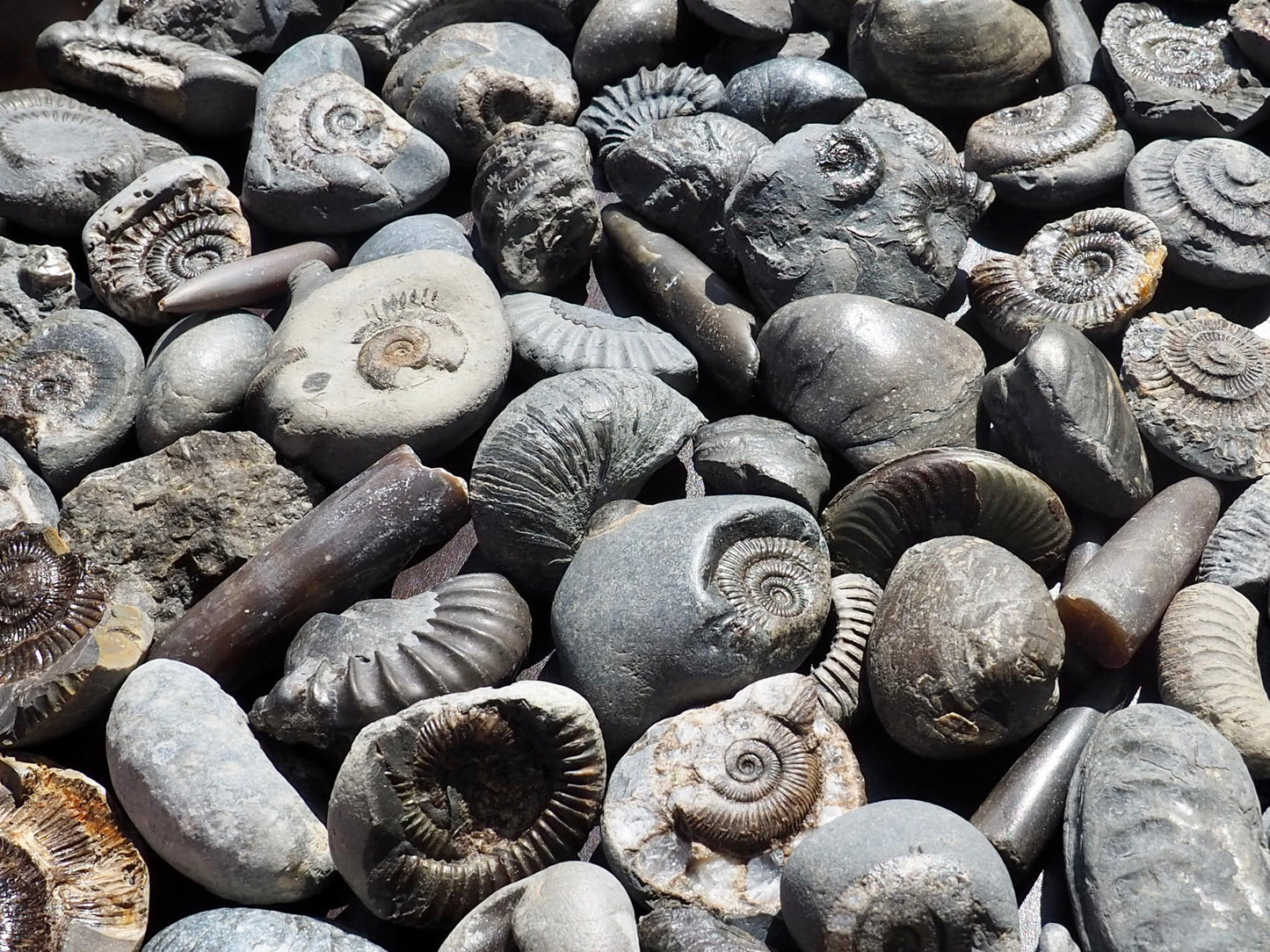 Children's Fossil Box