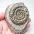 Dactylioceras Ammonite Fossil – Whitby Yorkshire Coast – Jurassic